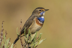 Bluethroat