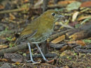Brown-banded Antpitta