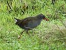 Bogota Rail