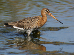 Black-tailed Godwit