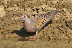 European Turtle Dove