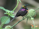 Tacazze Sunbird
