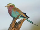 Lilac-breasted Roller