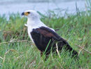 African Fish Eagle