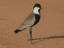 Spur-winged Plover