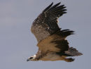 Martial Eagle