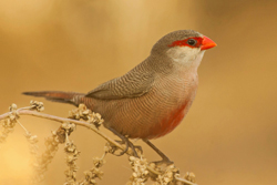 Common Waxbill