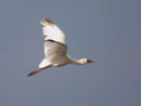 African Spoonbill