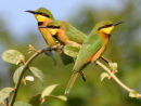 Little Bee-eaters