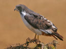 Augur Buzzard