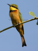 Little Bee-eater