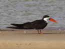 African Skimmer
