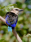 Blue-bellied Roller