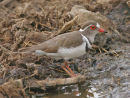 Three-banded Plover