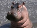 Hippopotamus