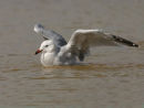 Audouin's Gull