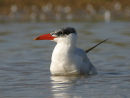 Caspian Tern