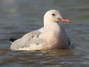Slender-billed Gull