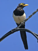 Yellow-billed Magpie