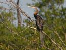 African Darter