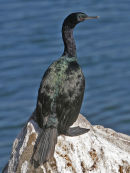 Pelagic Cormorant