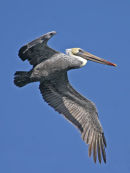 Brown Pelican