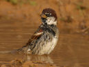 Spanish Sparrow
