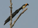 Exclamatory Paradise Whydah