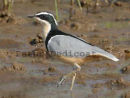 Egyptian Plover
