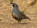 California Quail