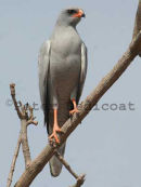 Dark Chanting Goshawk