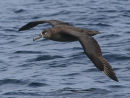 Black-footed Albatross