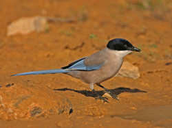 Azure-winged Magpie