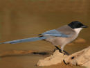 Azure-winged Magpie