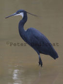 Western Reef-Heron