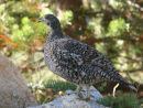 Sooty Grouse