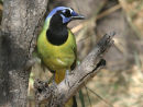 Green Jay