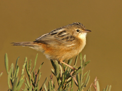 Zitting Cisticola