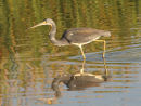 Tricolored Heron