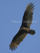 Turkey Vulture