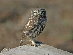 Little Owl