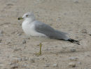 Ring-billed Gull