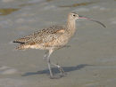 Long-billed Curlew