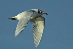 Mediterranean Gull