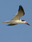 Black Skimmer