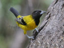 Audubon's Oriole