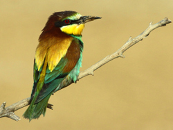 European Bee-eater