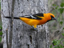 Altamira Oriole