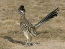 Greater Roadrunner