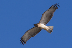 Short-toed Eagle